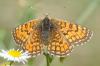 Melitaea parthenoides